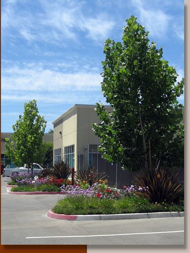 Landscaping at Vista Park in Sacramento County