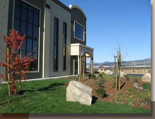 Landscaping with Unmowed Fescue in the Napa Valley