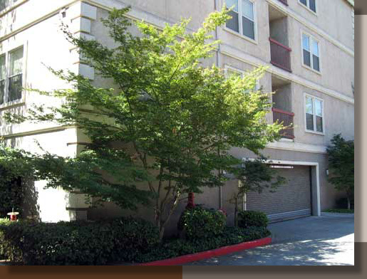 Acer palmatum in Sacramento