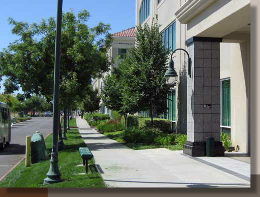 Pistache Trees Provide Shade from the Sacramento Sun.