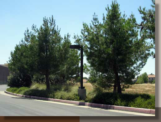 Pinus eldarica Planted in Roseville, California