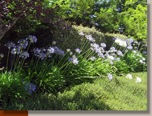 Dietes Bicolor Care California