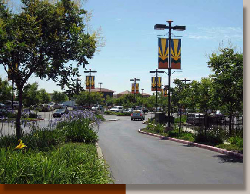 Golden Rain Trees in Folsom, CA