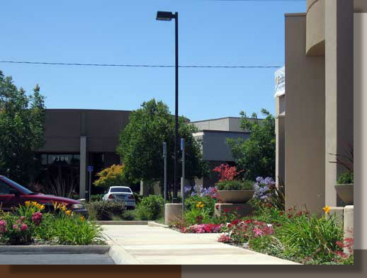 Office Planting Design in Elk Grove, California