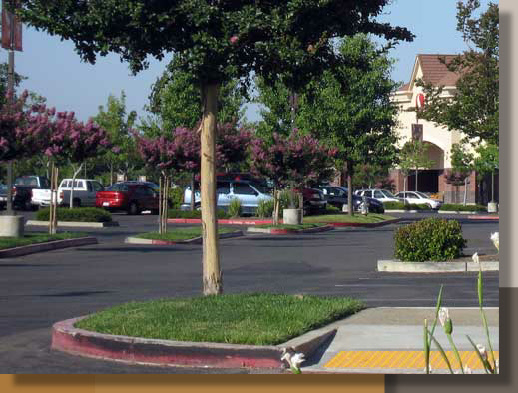 Lagerstroemia 'Catawba' in Roseville, California