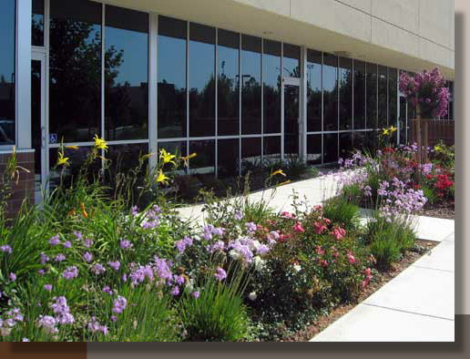 Office Landscaping in Davis, California