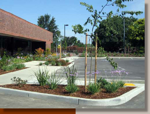 Parking Lot Landscaping in Davis, California