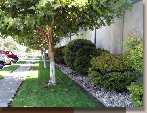 Minimizing Rodent Habitat in Landscape Areas