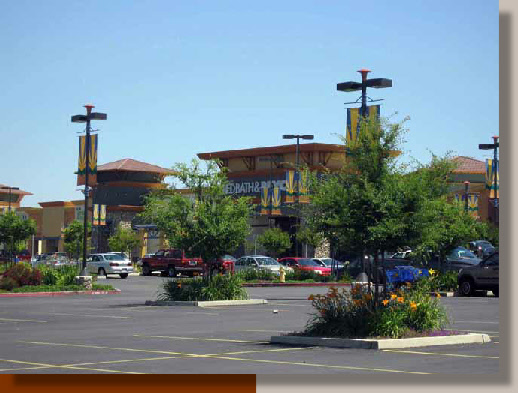 Chinese Elms and Daylilies in a Folsom Parking Lot