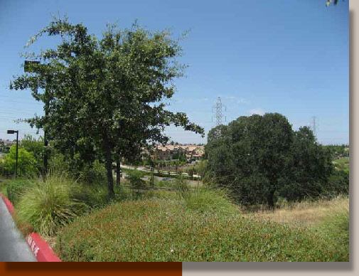 Quercus lobata in Folsom, California