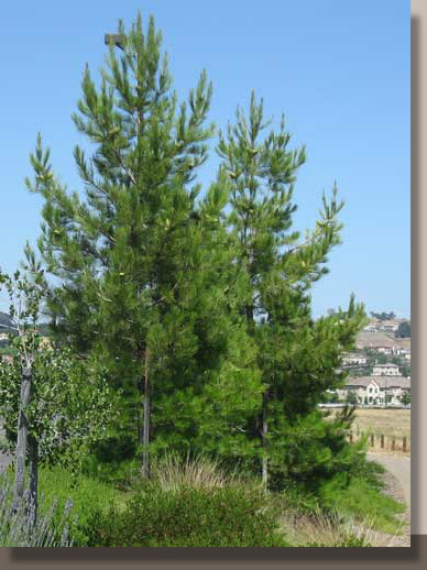 Pinus eldarica in Folsom, California