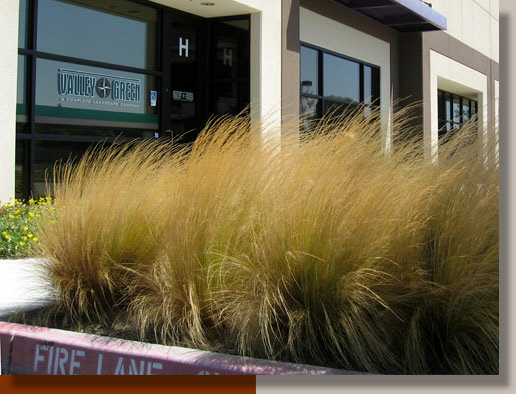Feather Grass in Livermore