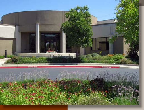 Summer Perennials in Bloom in Elk Grove, California