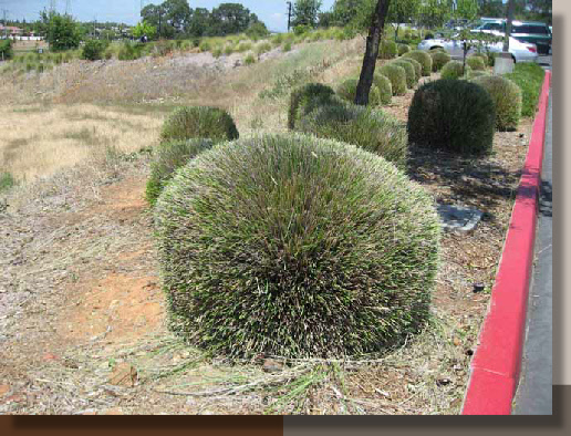 Open Cutting Back Ornamental Grasses Page