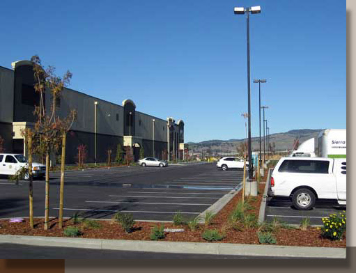 Parking Lot Planting Design in the Napa Valley