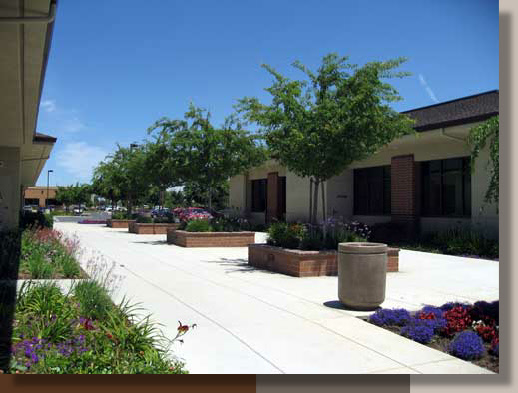 Planting Design for an Elk Grove Medical Office Seating Area